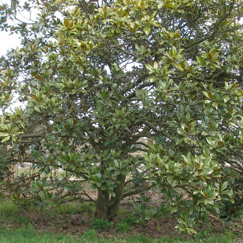 Magnolia grandiflora Ferruginea