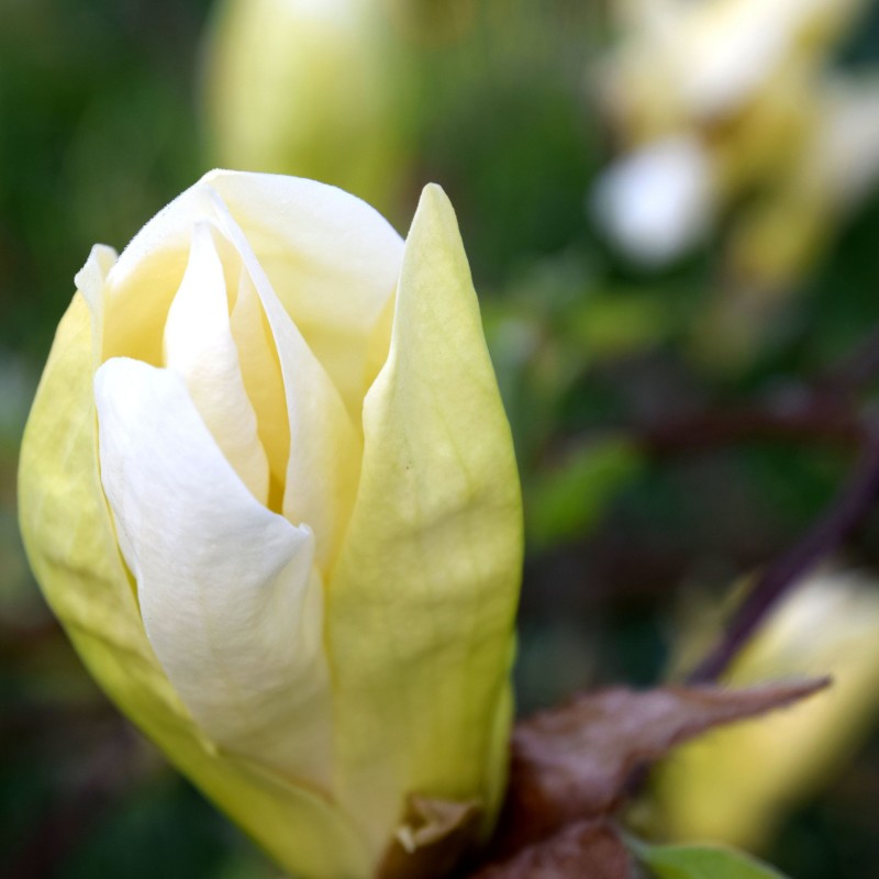 Magnolia Yellow Lantern