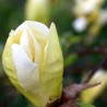 Magnolia Yellow Lantern