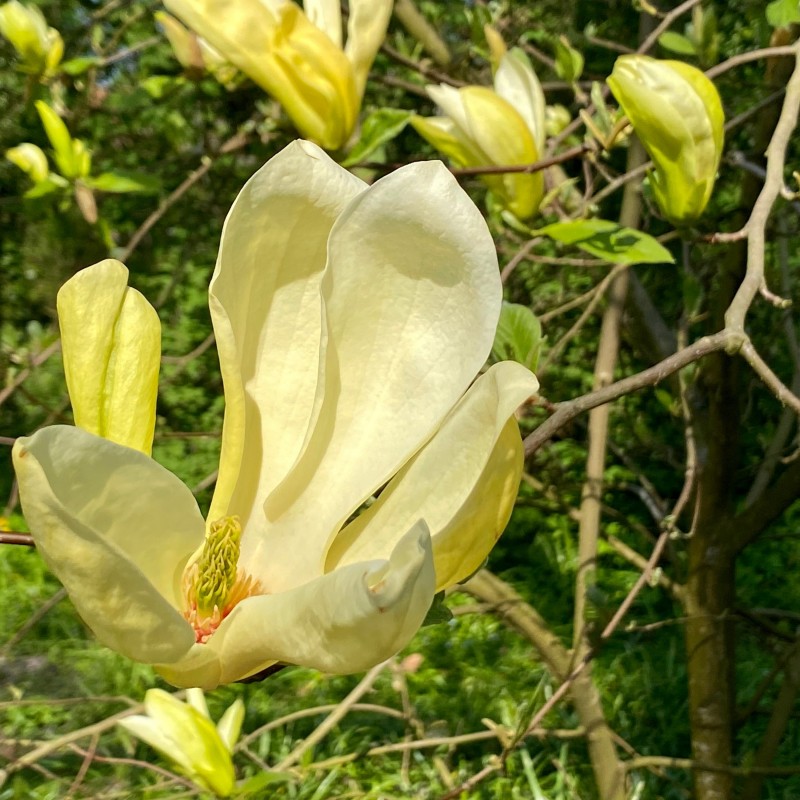 Magnolia Yellow Lantern