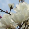 Magnolia Yulan
