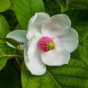 Magnolia sieboldii