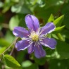 Clematita Justa