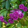 Clematita Purpurea Plena Elegans