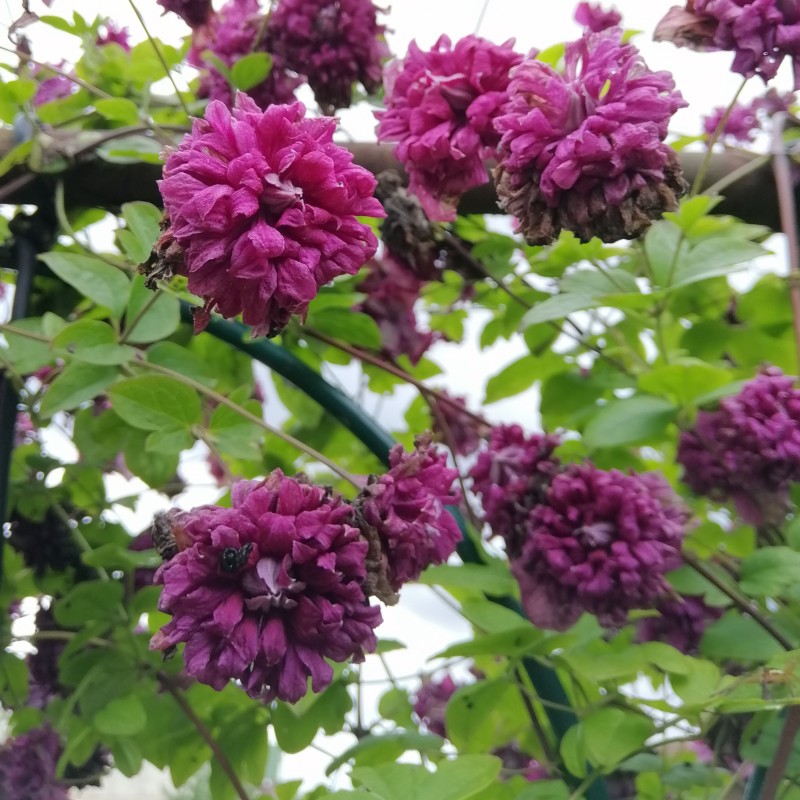 Clematita Purpurea Plena Elegans
