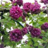 Clematita Purpurea Plena Elegans