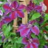 Clematita Mrs.Thompson