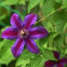 Clematita Mrs.Thompson
