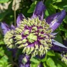 Clematita Taiga