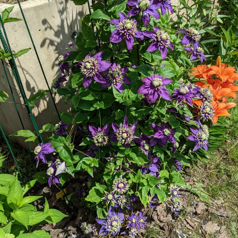 Clematita Taiga