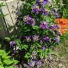 Clematita Taiga