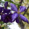 Clematita Tie Dye
