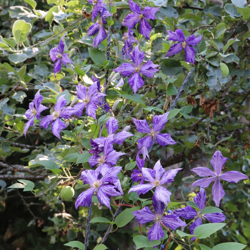 Clematita Tie Dye