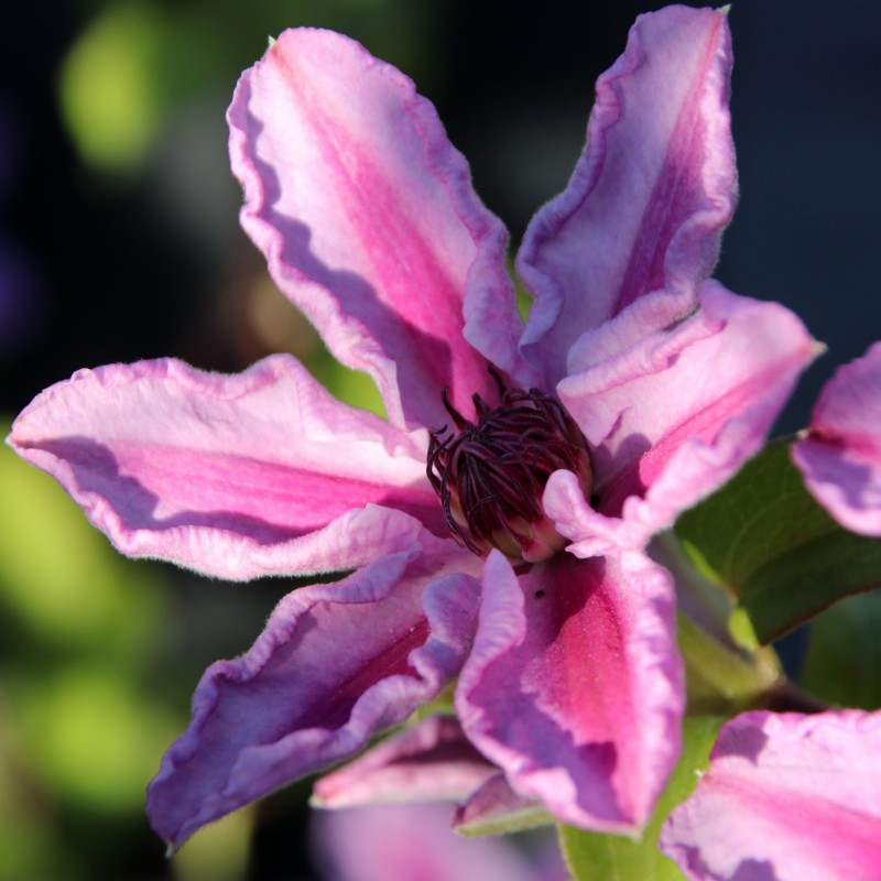 Clematita Tudor