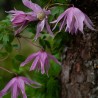 Clematita Fusta de balet