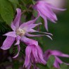 Clematita Fusta de balet