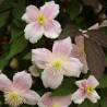 Clematita montana Mayleen