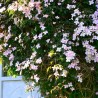 Clematita montana Mayleen