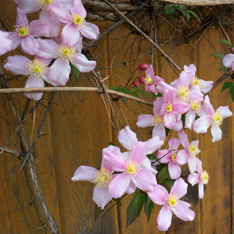 Clematita montana Elizabeth