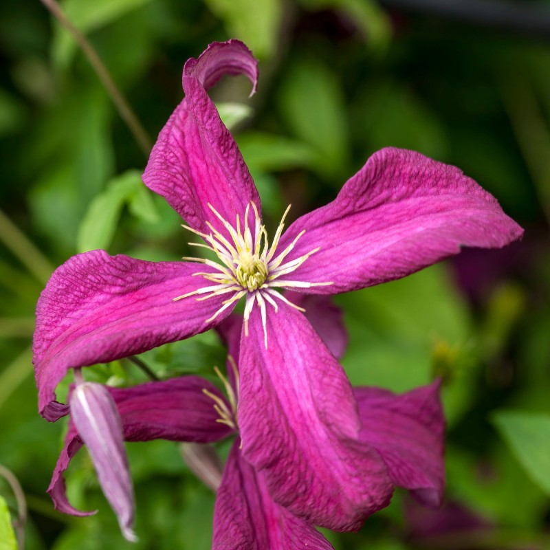 Clematita Madame Julia Correvon