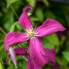 Clematita Madame Julia Correvon