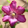 Clematita Madame Julia Correvon