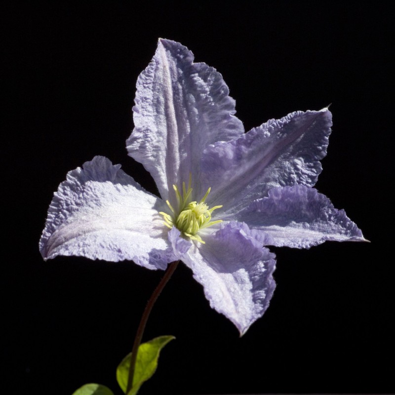Clematita Blue Angel