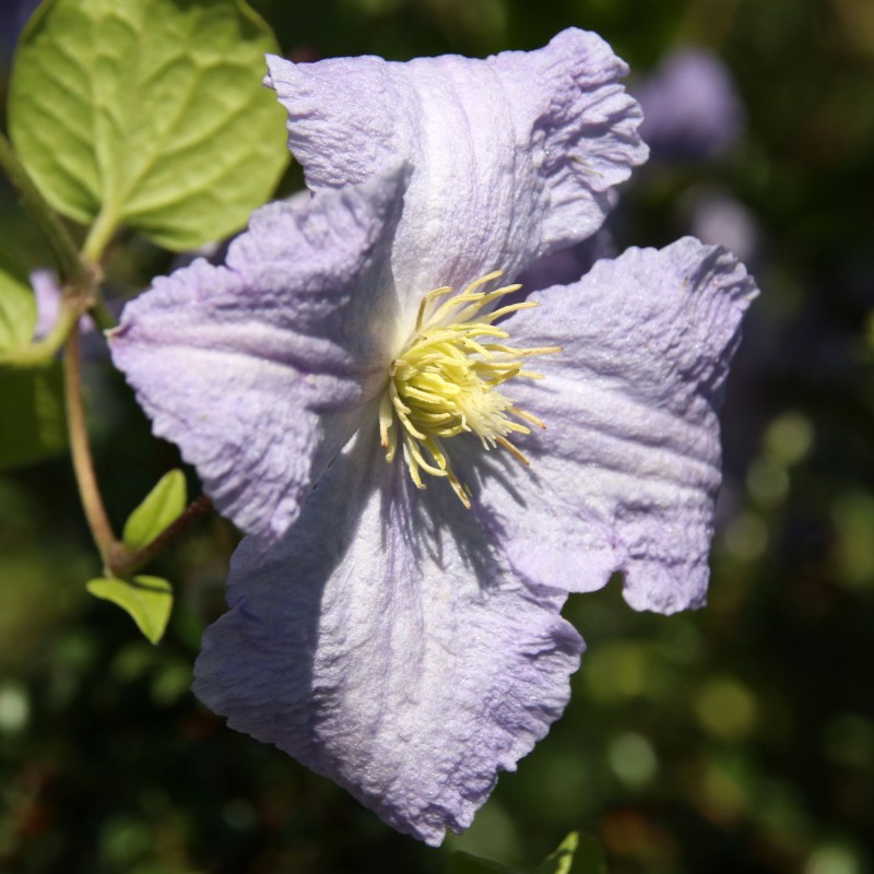 Clematita Blue Angel