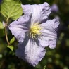 Clematita Blue Angel