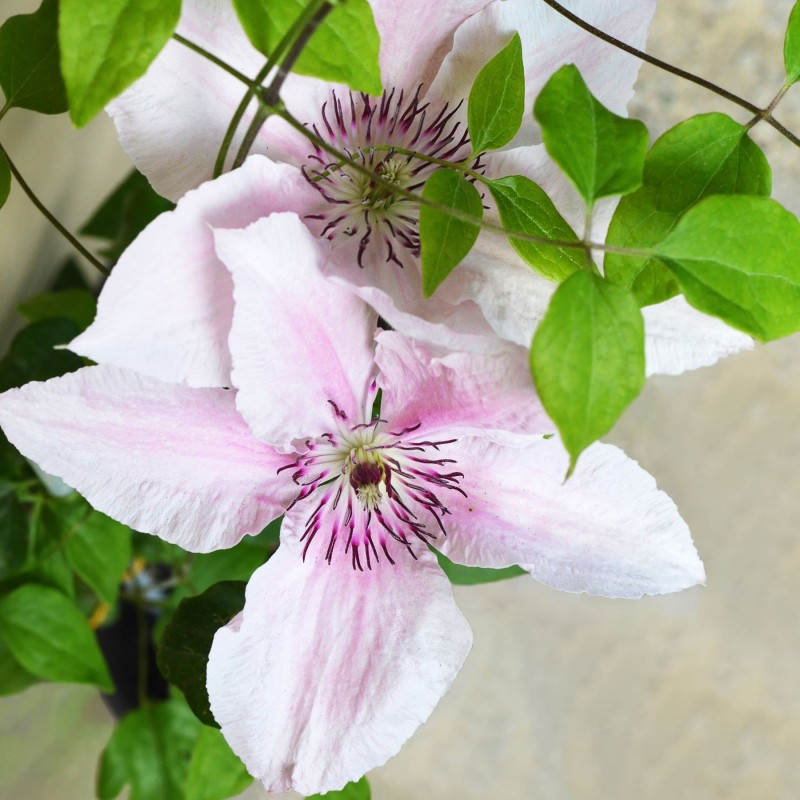 Clematita Pink Fantasy