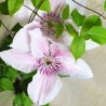 Clematita Pink Fantasy