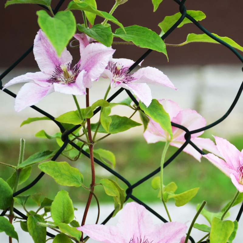 Clematita Pink Fantasy