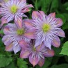 Clematita Crystal Fountain