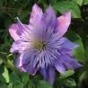 Clematita Crystal Fountain