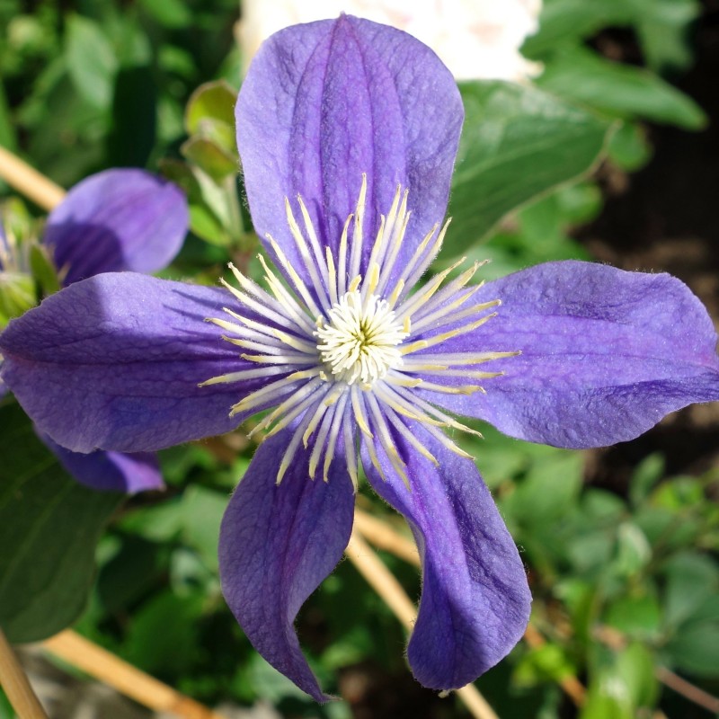 Clematita Arabella