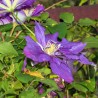 Clematita Polish Spirit