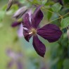 Clematita Burgundy