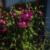 Clematita Burgundy