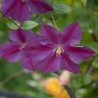 Clematita Star of India