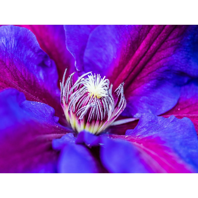 Clematita Star of India