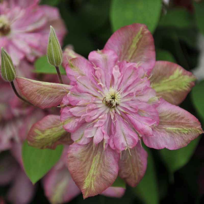 Clematita Innocent Glance