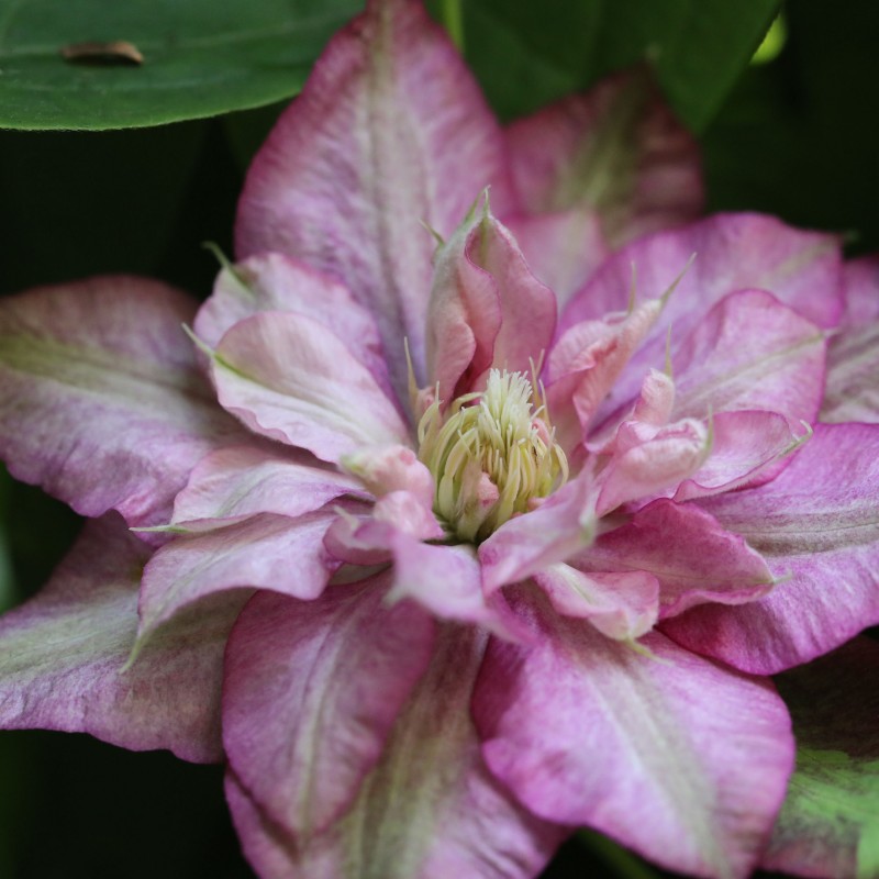 Clematita Innocent Glance