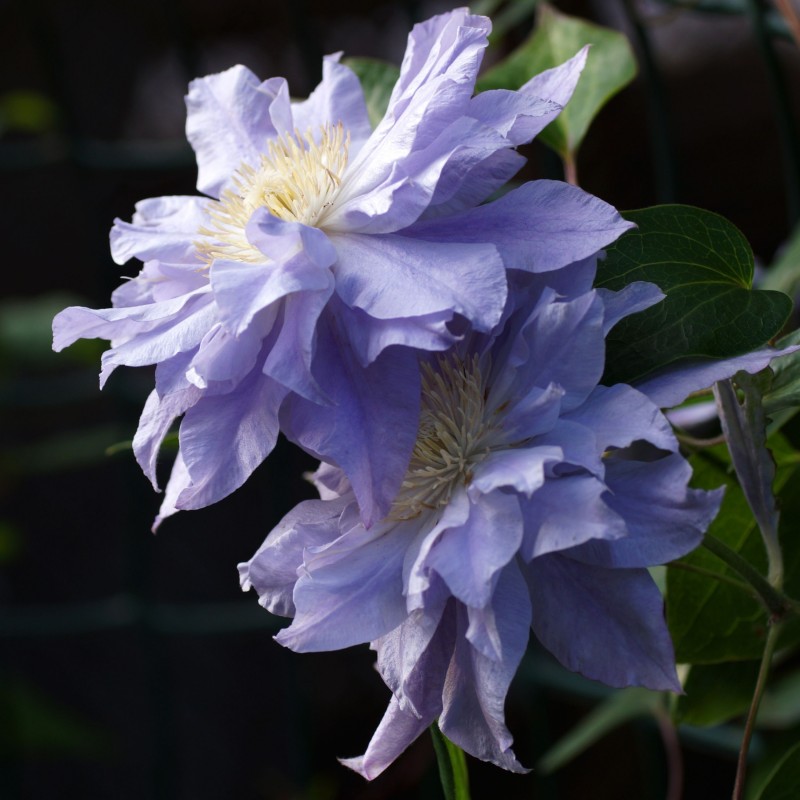 Clematita Azure Ball