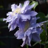 Clematita Azure Ball