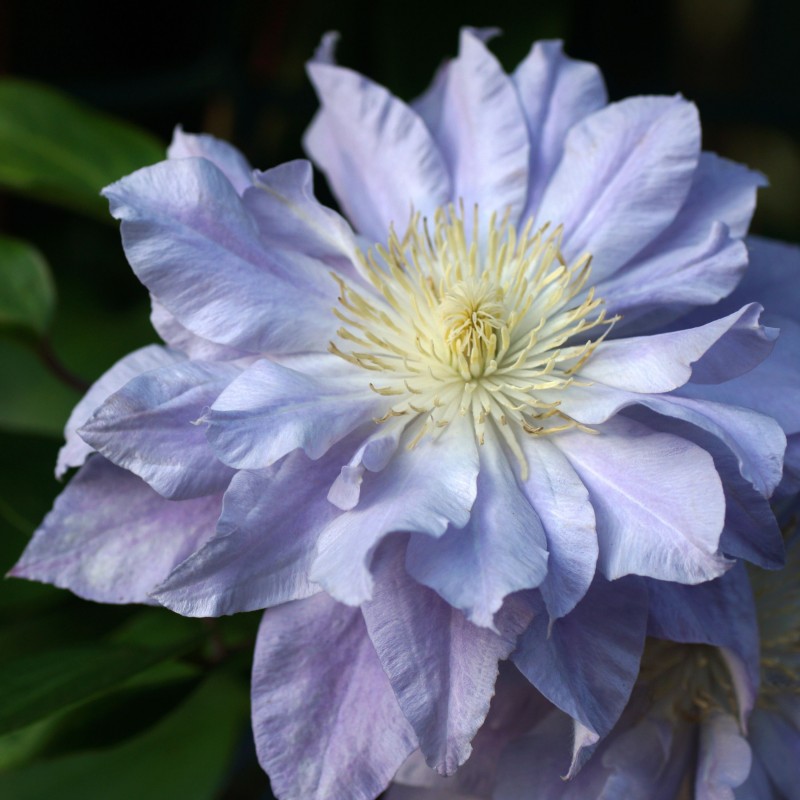 Clematita Azure Ball