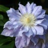 Clematita Azure Ball