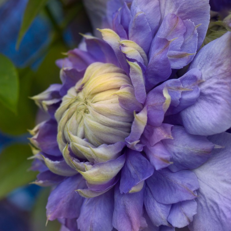 Clematita Blue Light