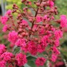 Liliac Indian Pink Velour