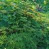Artar Japonez Emerald Lace