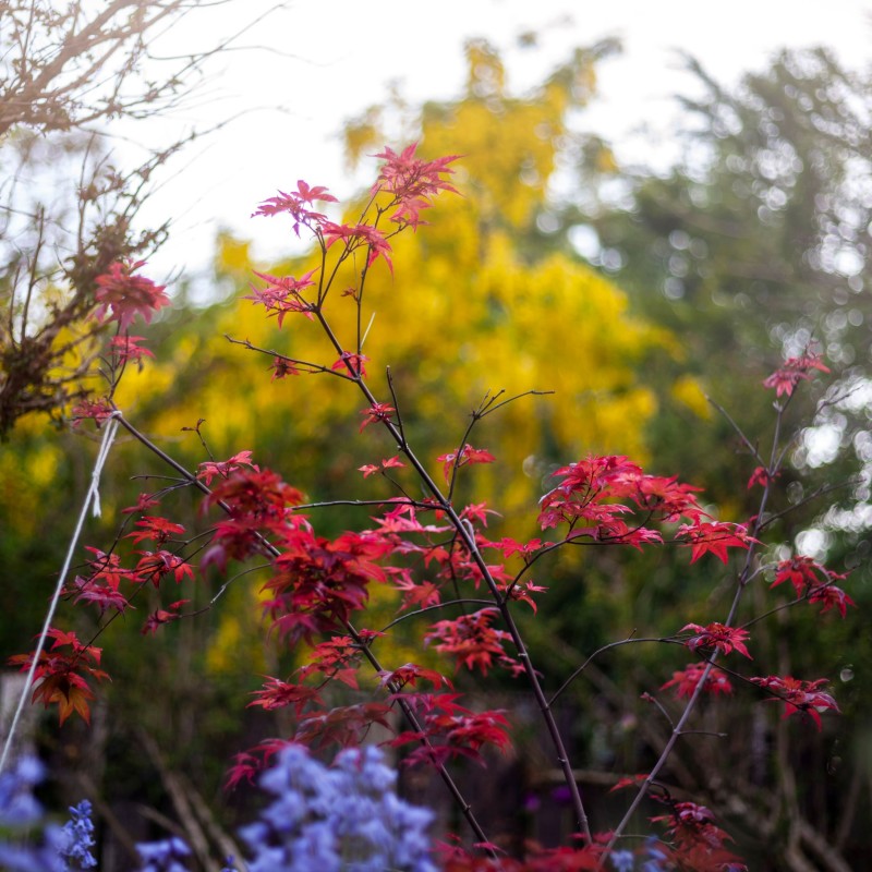 Artar Japonez Beni Maiko